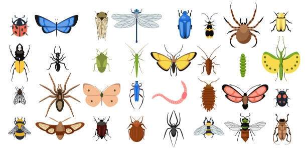 Les insectes, nos fabuleux voisins
