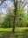 Forêt